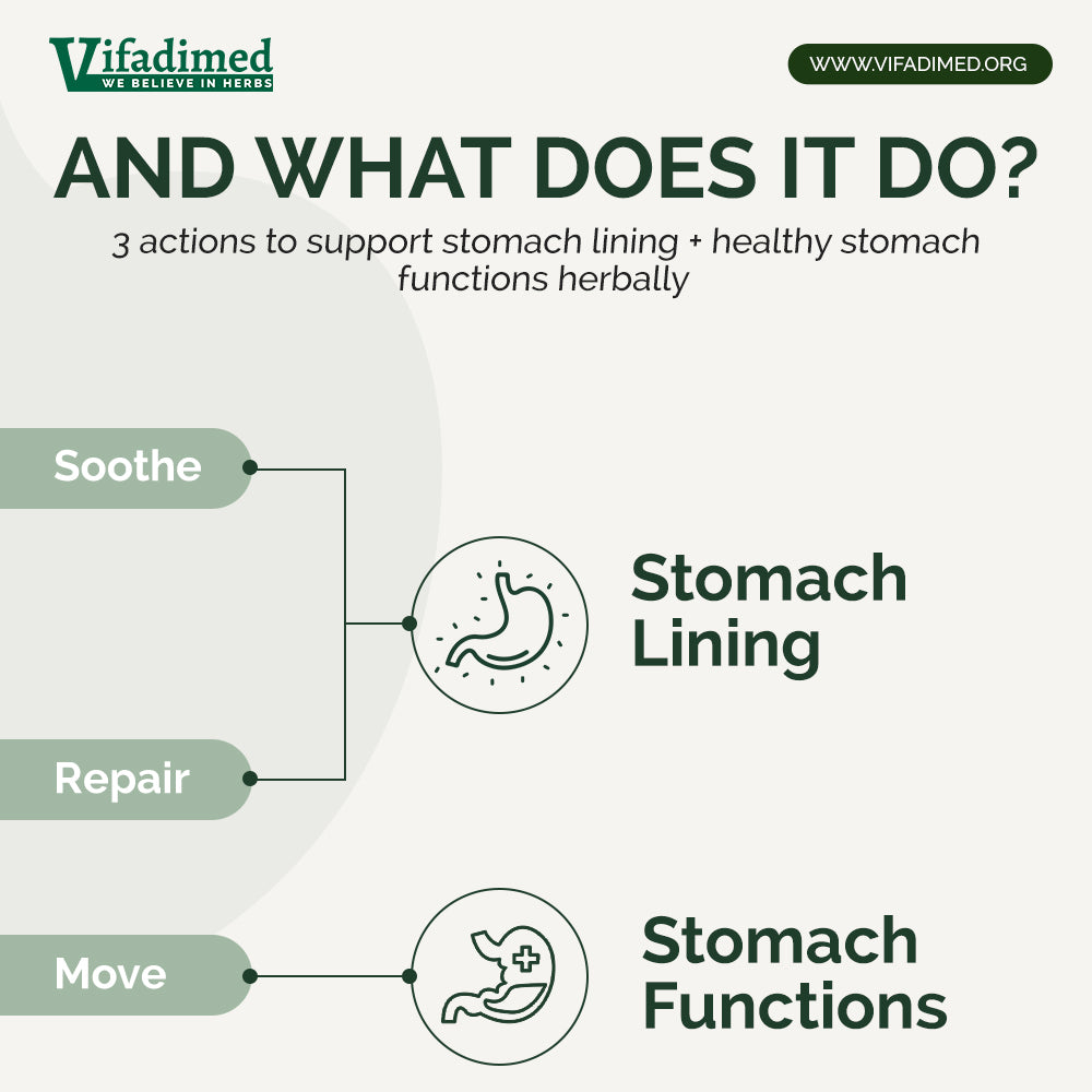 An informational infographic titled 'AND WHAT DOES IT DO?' from Vifadimed, explaining three herbal actions: soothe, repair, and move, which support stomach lining and stomach functions. The design uses a light gray background with sage green and dark green text and icons.
