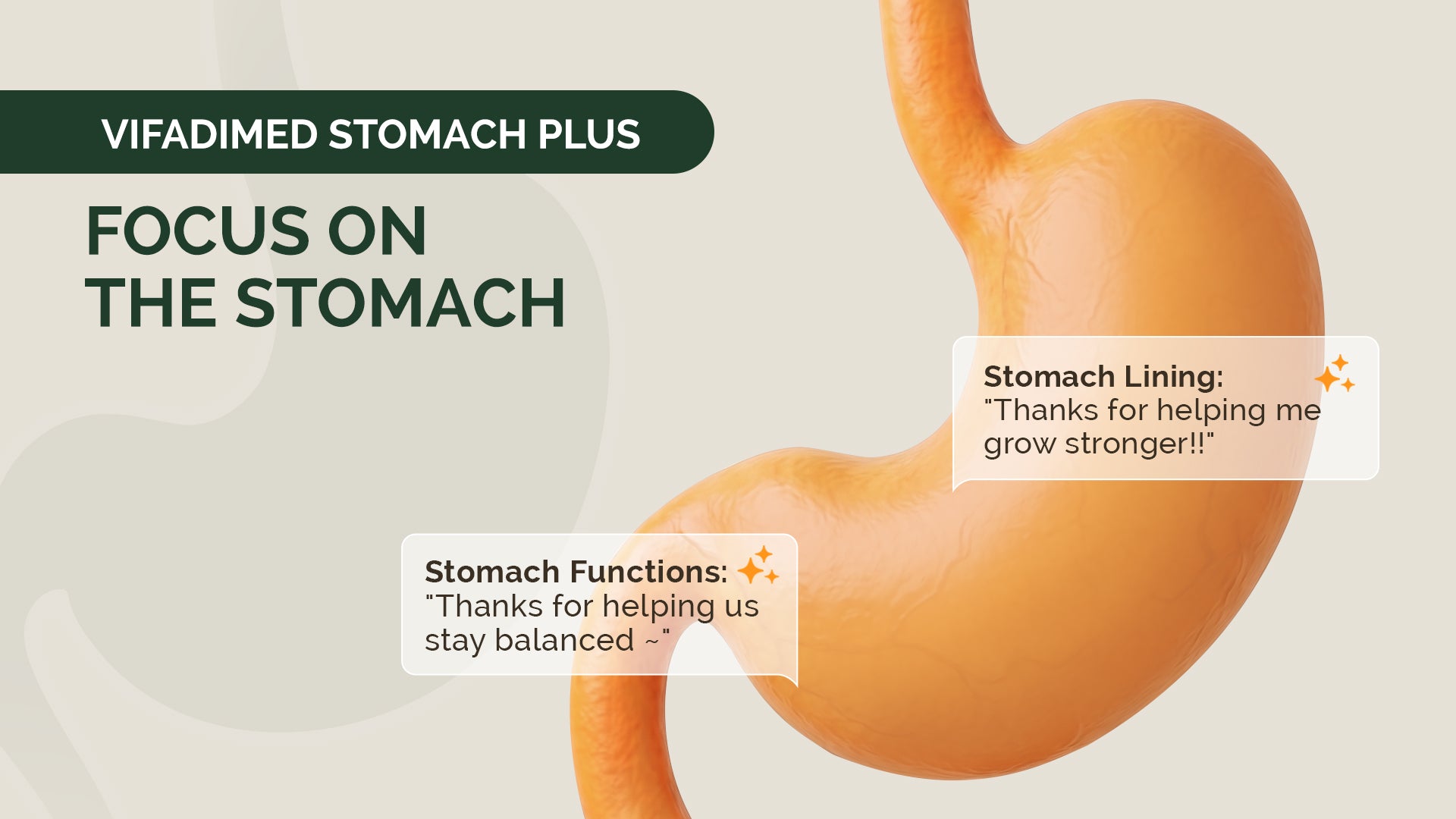 Promotional graphic for Vifadimed Stomach Plus featuring a stylized anatomical illustration of a human stomach with liquid and text overlays on stomach lining and functions, on a light beige background.